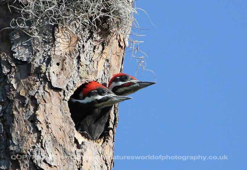 PILEATED WOODPECKER - JUVENILES