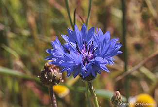 CORNFLOWER (Centaurea cyanus)