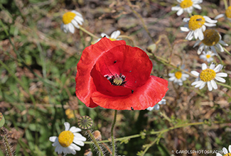 PRICKLY POPPY (Papavar argemone)