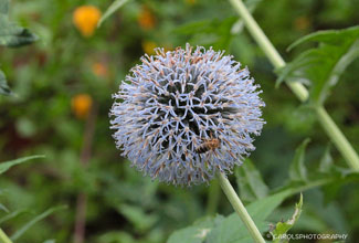 GLOBE THISTLE
