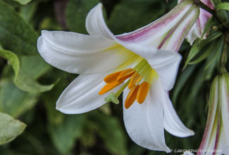 REGAL LILY