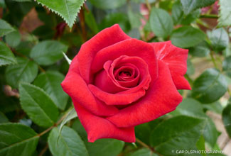 ROSA 'LOVE KNOT'