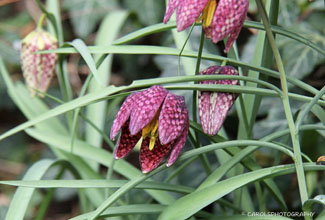 SNAKESHEAD FRITILLARY