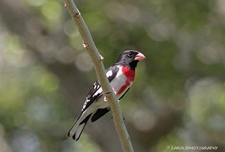 ROSE BREASTED GROSBEAK (Pheucticus ludovicianus)
