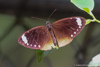 AUSTRALIAN COMMON CROW (Euploea core)