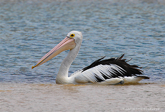 AUSTRALIAN PELICAN (Pelecanus conspicillatus)