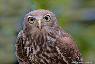 BARKING OWL (Ninox connivens)