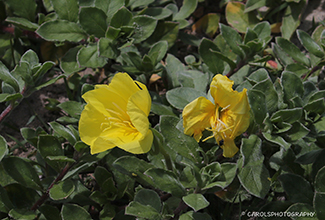 BEACH OR COAST EVENING PRIMROSE (Oenothera drummondii )