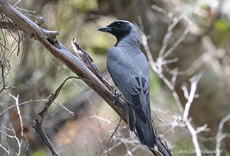 BLACK FACED CUCKOO SHRIKE (Coracina novaehollandiae)