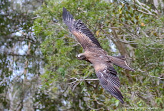 BLACK KITE (Milvus migrans)