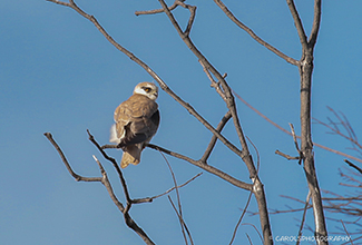 BLACK SHOULDERED KITE (Elanus axillaris)