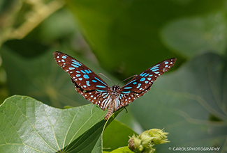 BLUE TIGER (Tirumala limniace)