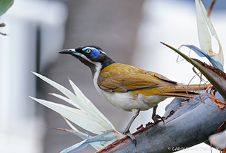 BLUE FACED HONEYEATER (Entomyzon cyanotis)