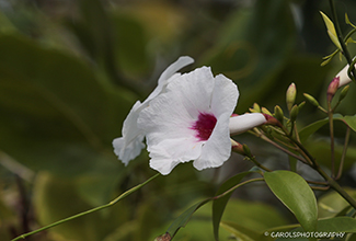 BOWER VINE (Pandorea jasminoides)