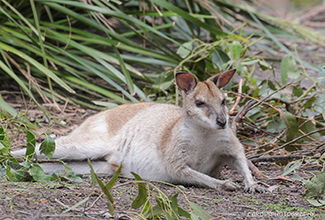 BRIDLED NAIL TAIL WALLABY (Onychogalea fraenata)