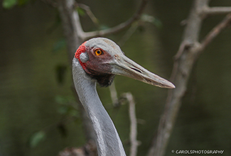 BROLGA OR AUSTRALIAN CRANE (Grus rubicunda)