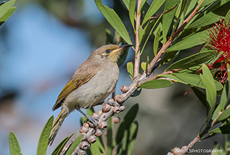 BROWN HONEYEATER (Lichmera indistincta)