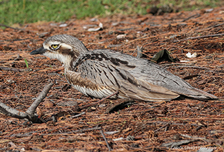 BUSH STONE CURLEW OR BUSH THICK-KNEE (Burhinus grallarius)