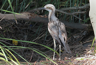 BUSH STONE CURLEW OR BUSH THICK-KNEE (Burhinus grallarius)