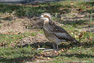 BUSH STONE CURLEW OR BUSH THICK-KNEE (Burhinus grallarius)