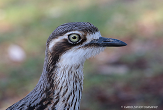 BUSH STONE CURLEW OR BUSH THICK-KNEE (Burhinus grallarius)