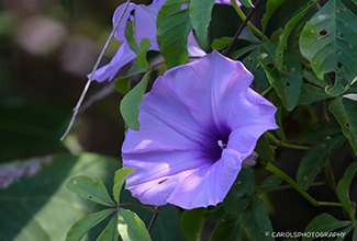 COASTAL MORNING GLORY (Ipomoea cairica)