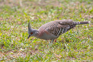 CRESTED PIGEON (Ocyphaps lophotes)