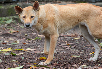 DINGO (Canis lupus dingo)