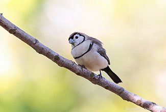 DOUBLE BARRED FINCH (Taeniopygia bichenovii)