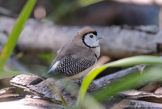 DOUBLE BARRED FINCH (Taeniopygia bichenovii)