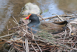 DUSKY MOORHEN NESTING (Gallinula tenebrosa)