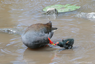 DUSKY MOORHEN AND CHICK (Gallinula tenebrosa)