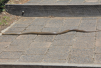 EASTERN BROWN SNAKE (Pseudonaja textilis)