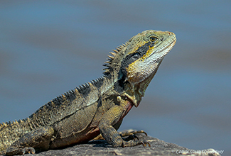 EASTERN WATER DRAGON (Physignathus lesueurii)