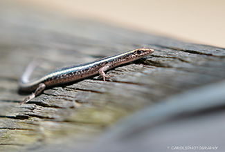 ELEGANT SNAKE EYED SKINK (Cryptoblepharus pulcher)