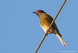 FIGBIRD (Sphecotheres)