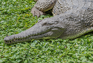 FRESHWATER CROCODILE (Crocodylus johnstoni)