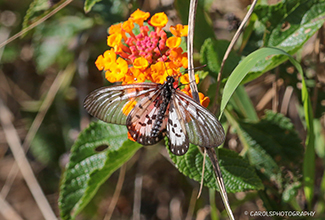 GLASSWING OR LITTLE GREASY (Acraea andromacha)