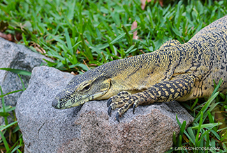 GOANNA OR LACE MONITOR (Varanus varius)