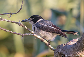 GREY BUTCHERBIRD (Cracticus torquatus)