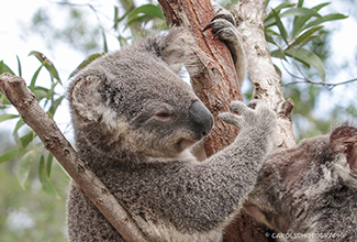 KOALA (Phascolarctos cinereus)