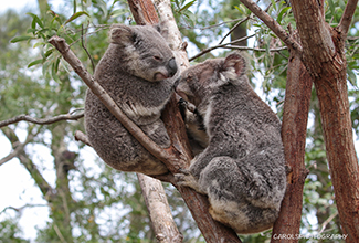 KOALA (Phascolarctos cinereus)