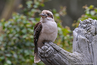 LAUGHING KOOKABURRA (Dacelo novaeguineae)