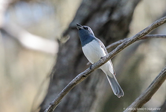 LEADEN FLYCATCHER (Myiagra rubecula)