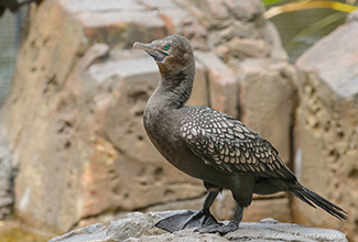 LITTLE BLACK CORMORANT (Phalacrocorax sulcirostris)