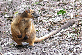 LUMHOLTZ TREE KANGAROO (Dendrolagus lumholtzi)