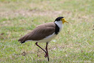 MASKED LAPWING OR SPUR WINGED PLOVER (Vanellus miles)