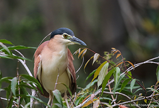 NANKEEN NIGHT HERON (Nycticorax caledonicus)