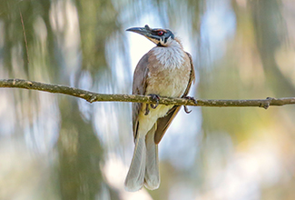 NOISY FRIARBIRD (Philemon corniculatus)