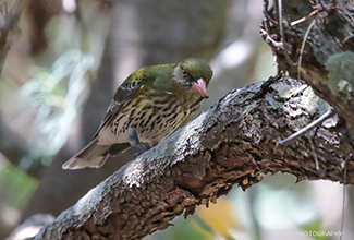 OLIVE-BACKED ORIOLE (Oriolus sagittatus)